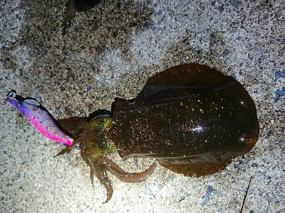 夕方からエギング