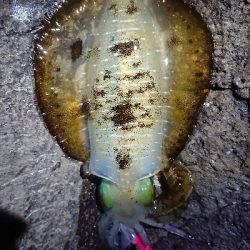 仕事終わりエギング