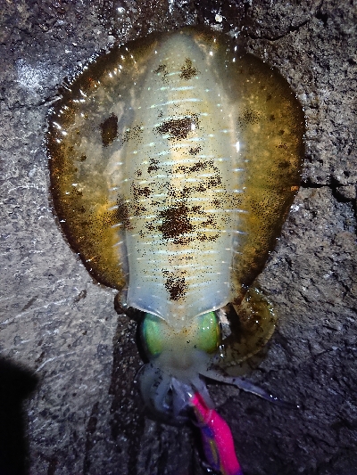 仕事終わりエギング