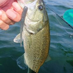 ウィードのアウトサイド