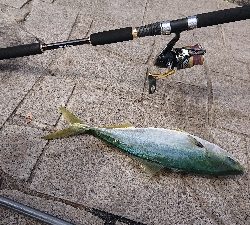 太刀魚超入れ食い