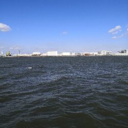 爆風でシーバス