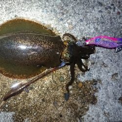 ちょこっとエギング