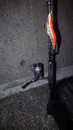 アオリ&青物釣行