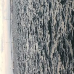 ガシラ15 タケノコ1 アジ2 サバ2 キビレ0.5