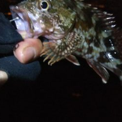 ガシラ12   サバ5