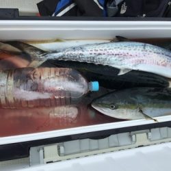 八海丸 釣果