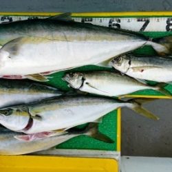 火遠理丸(ほおりまる) 釣果