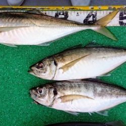 火遠理丸(ほおりまる) 釣果