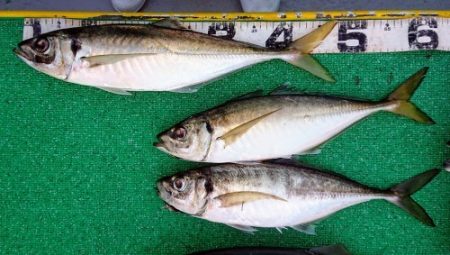 火遠理丸(ほおりまる) 釣果