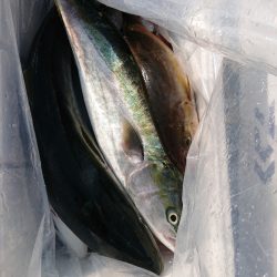 エンペラー 釣果