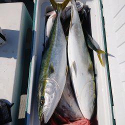 エンペラー 釣果