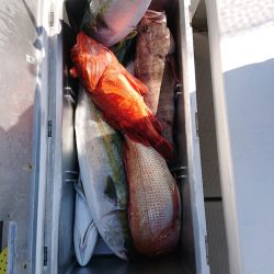 エンペラー 釣果