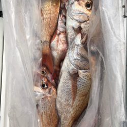 フィッシング キッタカ 釣果