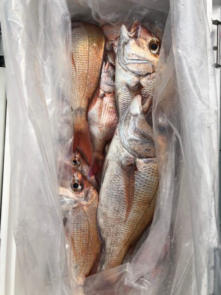 フィッシング キッタカ 釣果