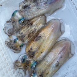 あみや渡船 釣果