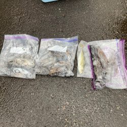 あみや渡船 釣果