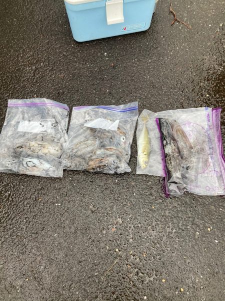 あみや渡船 釣果