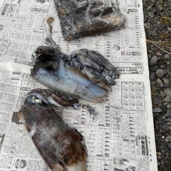 あみや渡船 釣果