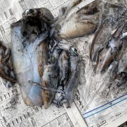 あみや渡船 釣果