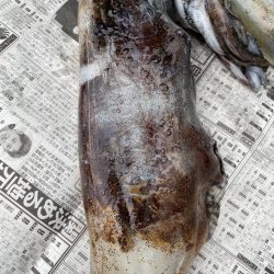 あみや渡船 釣果