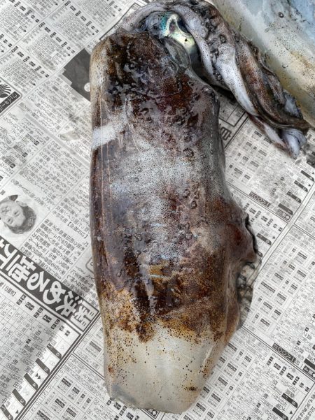 あみや渡船 釣果