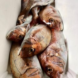 第二八坂丸 釣果