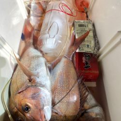 第二八坂丸 釣果