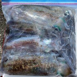 あみや渡船 釣果