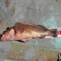 FISHING RISKY 釣果