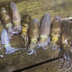 あみや渡船 釣果