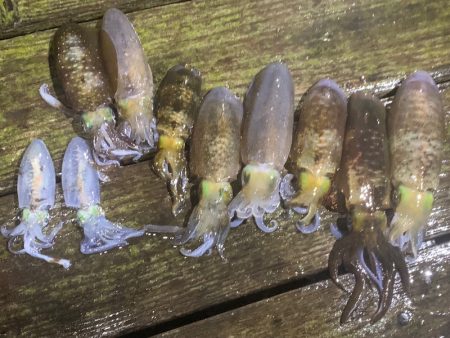 あみや渡船 釣果