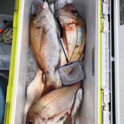 フィッシング キッタカ 釣果