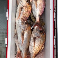 フィッシング キッタカ 釣果