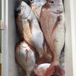 フィッシング キッタカ 釣果