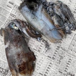 あみや渡船 釣果