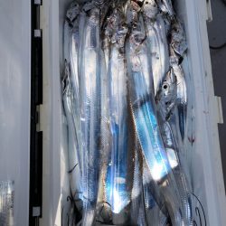 フィッシング　キッタカ 釣果