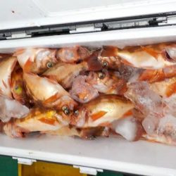 第二むつ漁丸 釣果