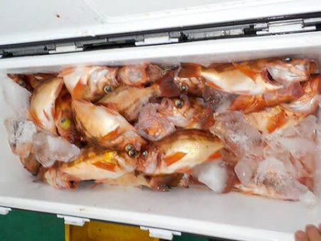 第二むつ漁丸 釣果