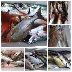 遊漁船 新鋭丸 釣果