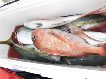 鯛紅丸 釣果
