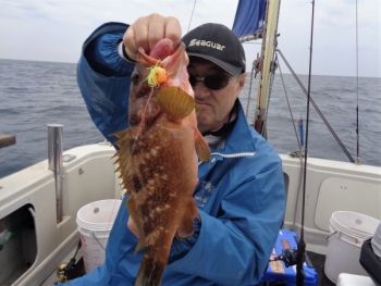 鯛紅丸 釣果