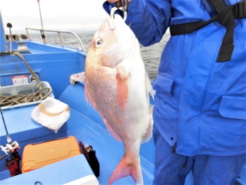 鯛紅丸 釣果