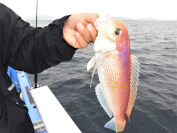 鯛紅丸 釣果