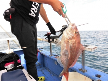 鯛紅丸 釣果