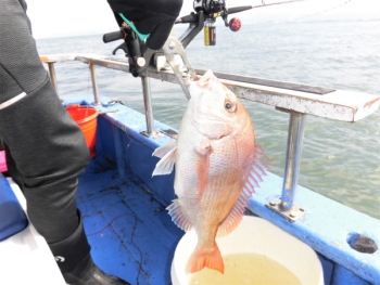 鯛紅丸 釣果