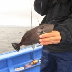 鯛紅丸 釣果