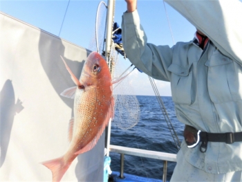 鯛紅丸 釣果