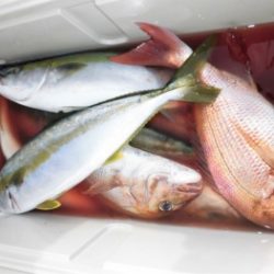 鯛紅丸 釣果