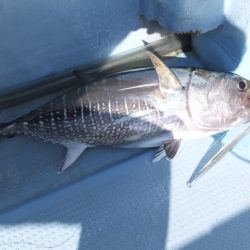 Hit Rush(ヒット ラッシュ) 釣果